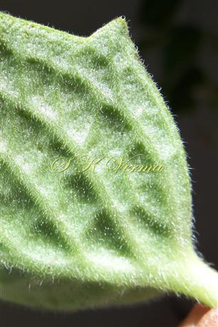  Part of Leaf (Abaxial View)